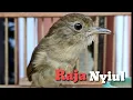 Download Lagu Raja Nyiul ! Burung Flamboyan Gacor Ngebren Rapat Nyerecet Emosi Cocok buat Masteran