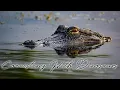 Living with Alligators Louisiana s GatorWise Program