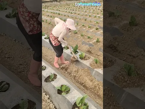 Broad-leaf Mustard Cultivation: Plastic Mulch Soil Mounding in Seedling Stage