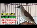 Download Lagu Pancingan trucukan BAHAN dan malas bunyi agar CEPAT bunyi gacor ROPEL
