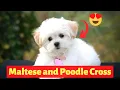 Poodle and Maltese Cross Breed Maltipoo Size Health Temperament and Care