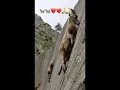 Download Lagu Goat steep up the 🙏❤️😍🌸mountain #goat #goatrip #goatclimb