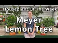 Meyer Lemon Tree - Houseplant of the Week