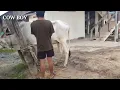 Farmers like to use traditional methods to breed cows it is the easiest