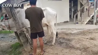 farmers like to use traditional methods to breed cows it is the easiest