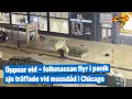 Öppnar eld – folkmassan flyr i panik