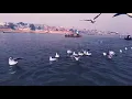 BIRDS FOOTAGE COMPILATION 2020 -  VIDEOS FOR CATS TO WATCH | JaveJaveTV