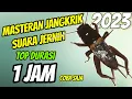Download Lagu SUARA JANGKRIK JERNIH DURASI 1JAM UNTUK MASTERAN BURUNG / PENGUSIR TIKUS