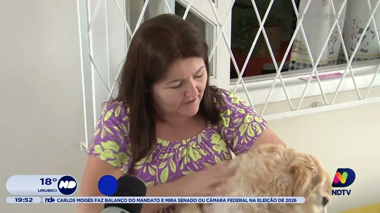 Lei em Joinville proíbe soltura de fogos de artifício perto de locais que abrigam animais