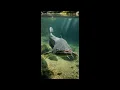 catfish vs duck