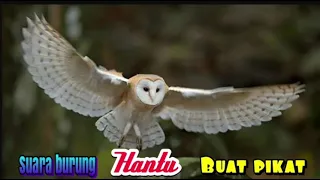 suara burung hantu buat pikat owl