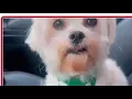 Woman says her dog ran away and died after officers left their gate open