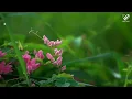 100 Most Beautiful Romantic Piano Love Songs Of All Time - Relaxing Instrumental Love Songs Ever