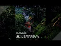 Download Lagu DJ Ling - Exotica (OFFICIAL MUSIC VIDEO)