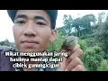 mikat burung ciblek gunung/cigun menggunakan jaring
