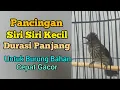 Download Lagu Pancingan Siri Siri Kecil Bahan Durasi Panjang Cepat Gacor || Situs Kicau