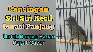 pancingan siri siri kecil bahan durasi panjang cepat gacor situs kicau
