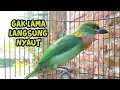 Download Lagu PANCINGAN TAKUR TOHTOR BAHAN AGAR CEPAT GACOR