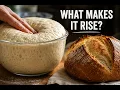 Why Does Bread Rise The Invisible Science Inside Every Loaf