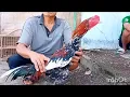 Download Lagu TIAP PASARAN PASTI ADA AYAM BAN6KOK YG ISTIMEWA DI PASAR SUMPIUH