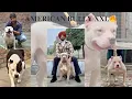EXOTIC AMERICAN BULLY XXL KENNEL SUSHIL SHARMA Best American bully Puppies Informative