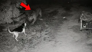 Leopards Attacks A German Shepherd!!!