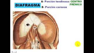 DIAFRAGMA.avi