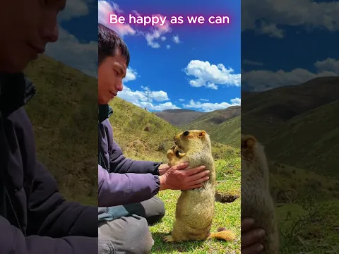 The funny but adorable Marmot 7 #animals #marmot #cute