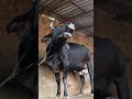 Download Lagu Cow mooing sound#animal sound#cattle Moo sound