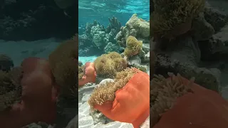 This is my zen garden. #coralgardens #zengarden #seaanenome #oceanlife #underwaterworld