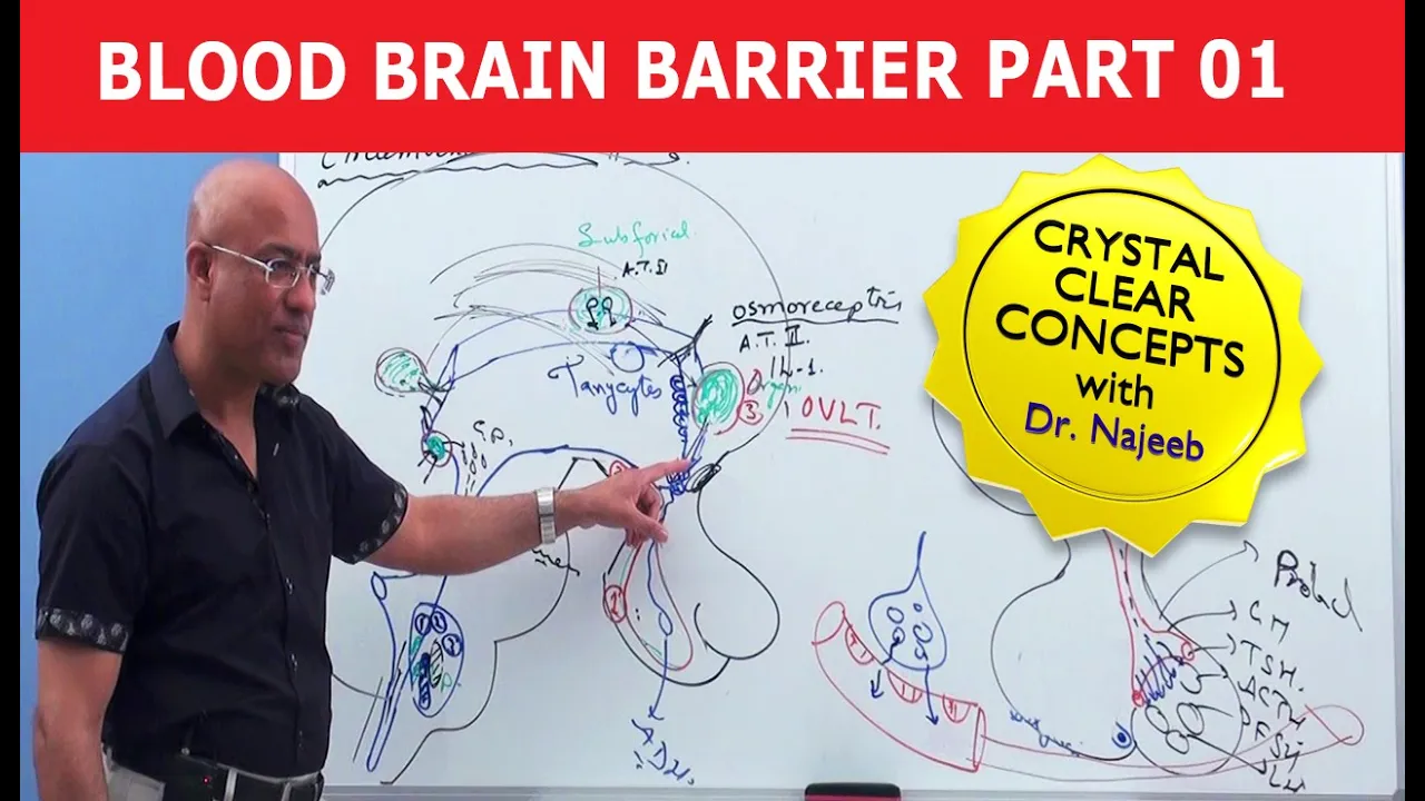 Blood Brain Barrier | Part 1
