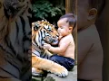 Download Lagu Big Bengal Tiger with Cute Baby | Nouman Hassan |