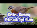 Download Lagu Review Burung Planduk Topi Hitam