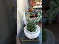 Download Lagu How to repot overgrown Haworthia Retusa🪴 #succulents #suculentas #haworthia