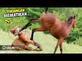Download Lagu Singa ini Terlalu Nekat Berburu dan menganggu Kuda Liar, Akhirnya Jadi Begini