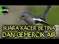 Lagu KACER BETINA GACOR DAN SUARA GEMERCIK AIR - UNTUK PANCINGAN KACER MACET BUNYI