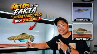 NEKAT? PROGRES AURANTI WC INDIA DARI KECIL JADI GONDRONG #bosbosqu
