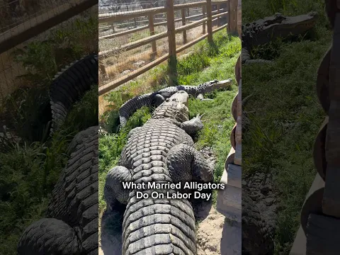 What Married Alligators Do On Labor Day #shorts #alligator