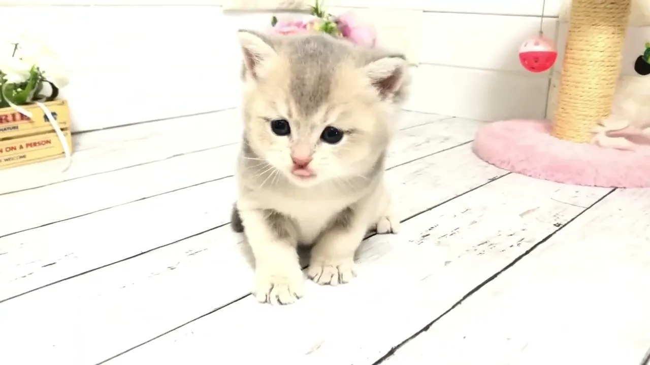 動画