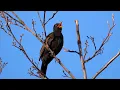 Download Lagu One Hour Relaxing Birdsong: Blackbird