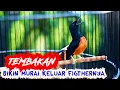 Download Lagu TEMBAKAN TAJAM MURAI BATU BONGKAR ISIAN, PANCINGAN MURAI BATU YANG MACET JADI EMOSI