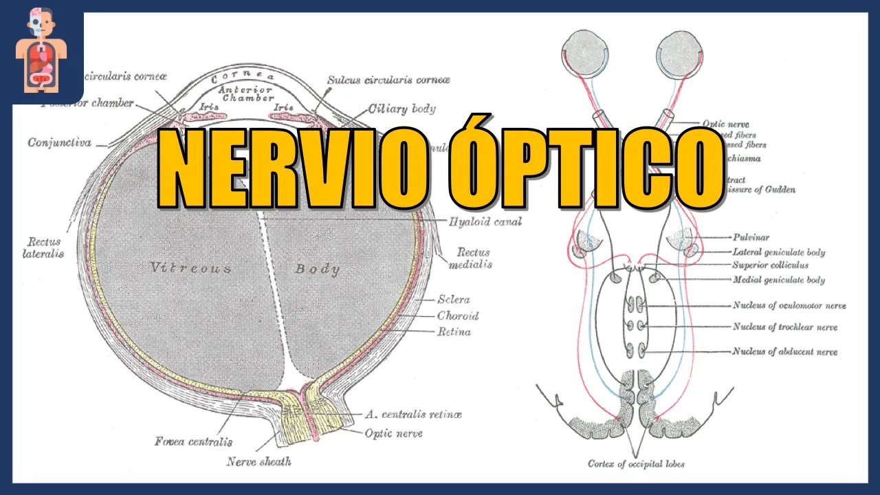 NEUROANATOMÍA - NERVIO ÓPTICO (ORIGEN, TRAYECTO, RELACIONES Y VÍAS VISUALES)