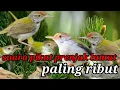 Download Lagu paling banyak yang cari || sudah banyak yang buktikan #pikatprenjaklumut