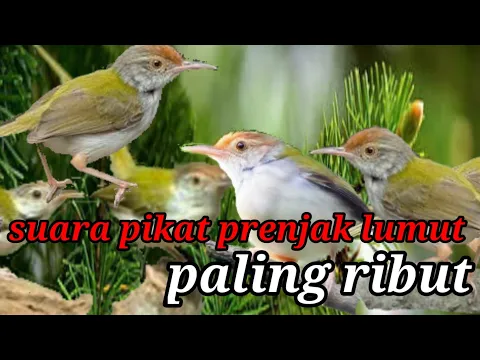 Download MP3 paling banyak yang cari || sudah banyak yang buktikan #pikatprenjaklumut