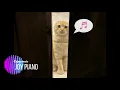 【嵐】GUTS！【This is 嵐】『弱くても勝てます』主題歌