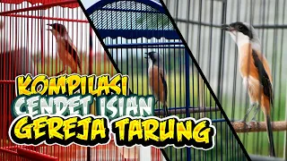 suara burung cendet isian gereja tarung panjang bagus untuk masteran trotol atau bahan