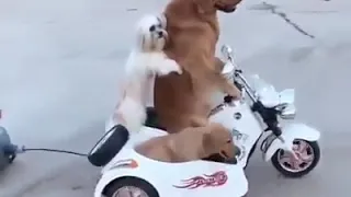 وليلي يامير مترجبني خلي عدادك ميا وعشرين 