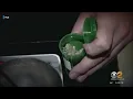 New York s 1st recreational cannabis dispensary opens Thursday