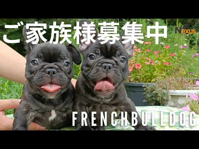 動画