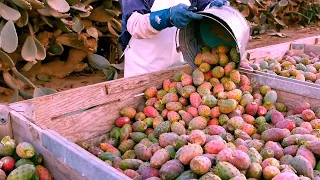 Download Cultivation And Harvesting Prickly Pear - Amazing agriculture Technology - Prickly Pear Processing MP3